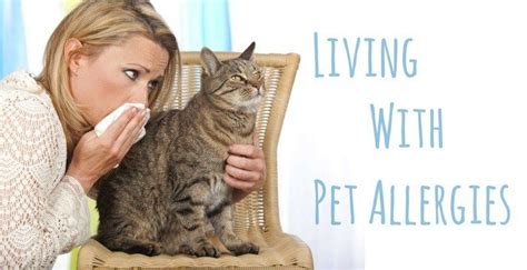 Living With Pet Allergies Good Pet Parent Cat Allergies Pet
