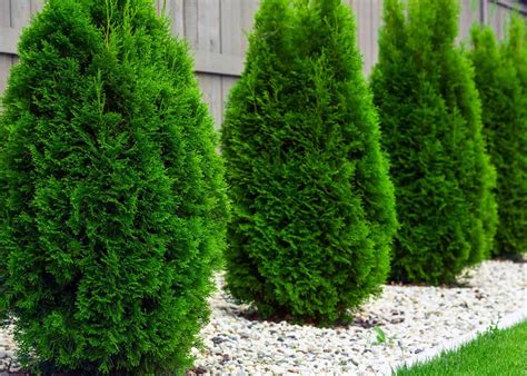 17 Fast Growing Evergreen Shrubs Boost Your Garden S Green All