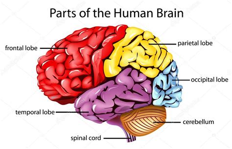 Ilustración De Partes Del Cerebro Brain Diagram Brain Anatomy Brain