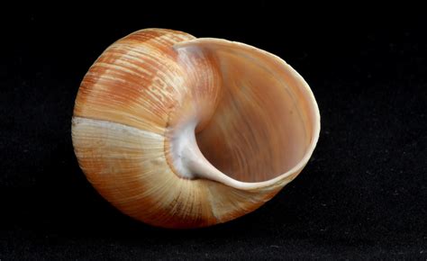 Snail Shell Free Stock Photo Public Domain Pictures
