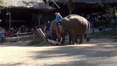 Elephant jungle sanctuary chiang mai. 10 Elephant Camp, Chiang Mai Thailand 2012 10 - YouTube