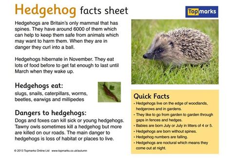 Animal Fact Sheets For Kids Printable Tedy Printable Activities