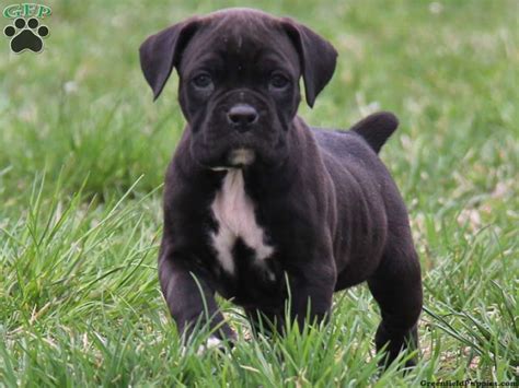 55 Puppy Black Boxer Dogs L2sanpiero