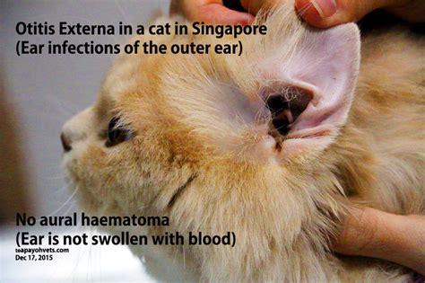 cat swollen ear home remedy cat meme stock pictures and photos