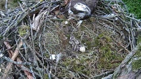 Bassenthwaite Osprey Chick Killed By Infection Bbc News