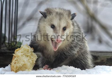 Possum Defending Bread Winter Snow Mouth Stock Photo 776504569