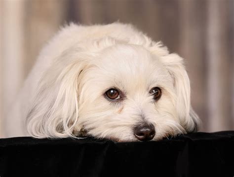 Everything About Your Coton De Tulear Luv My Dogs