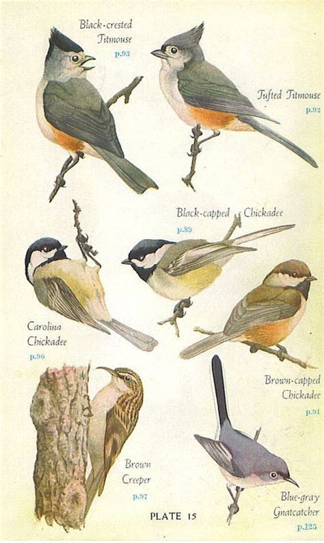 1946 Audubon Eastern Birds Book Color Plate Backyard Birds Audubon