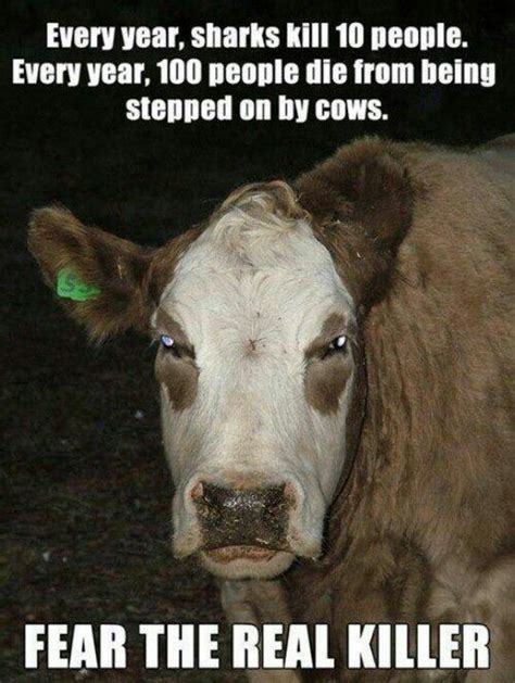 Evil Cows Hannah Mestel Mestel Mestel Verboon Memes Humor Funny Memes Funny Facts Random