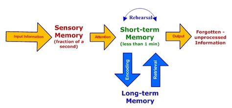 What Is Memory Encoding And How Is It Improved Memoryos