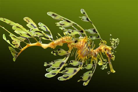 Leafy Seadragon Phycodurus Eques About Animals