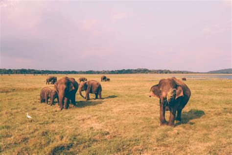 Kaudulla National Park Safari Thats What She Had