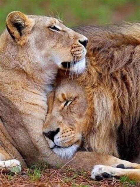 Lion With His Wife In 2020 Animals