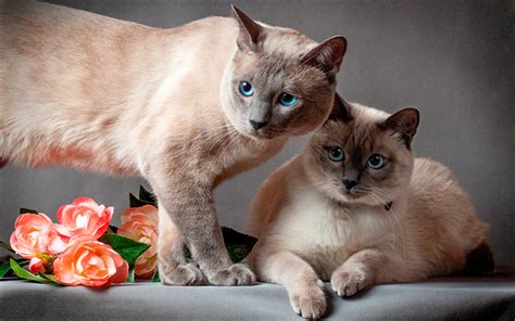 Download Wallpapers Siamese Cat Cute Animals Pets Brown Cats Short