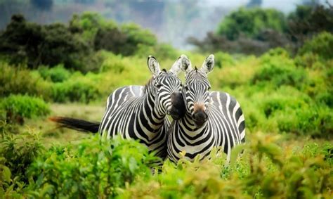 Zebras In Africa