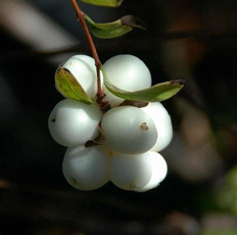 Flickriver Photoset Symphoricarpos Albus And Rivularis Snowberry