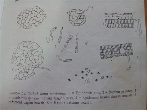 Psidii Folium Fnosi Mikroskopis