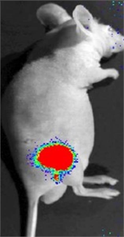 Learn About In Vivo Imaging With Fluorescent And Bioluminescent Light