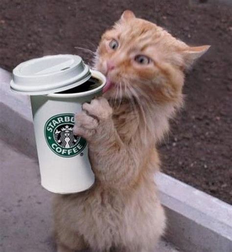Cat Must Have His Starbucks Coffee Humor Coffee Quotes Cats