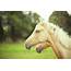 Palomino Horses Photograph By Olivia Bell Photography