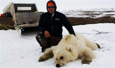 Pizzly Or Grolar Bear Grizzly Polar Hybrid Is A New Result Of Climate