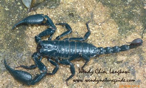 Heterometrus Spinifer Giant Forest Scorpion Dorsal View Flickr