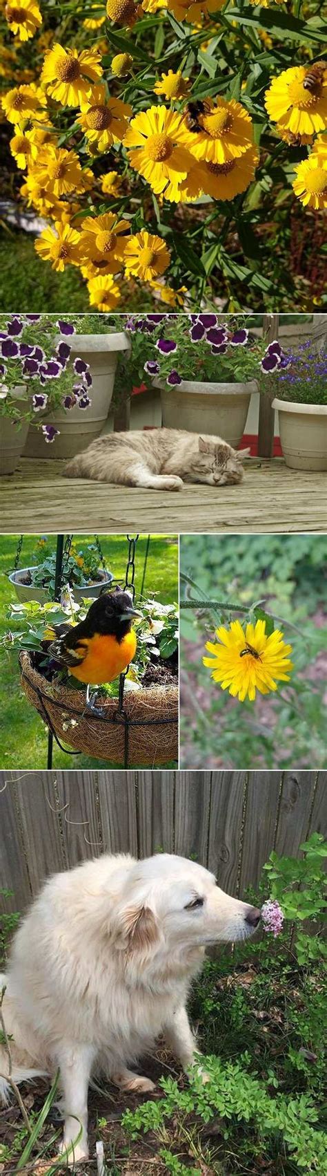 May Flowers And Critters Iotw Report