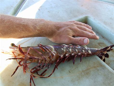 Foot Long Shrimp Take Over Gulf Of Mexico Grist
