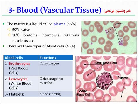 Ppt Lecture 12 Other Animal Tissues Powerpoint Presentation Free