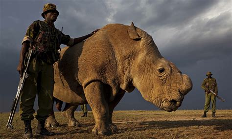 The Northern White Rhinos Tenuous Existence Sq Online