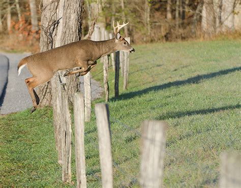 How High Can A Whitetail Deer Jump Be Surprised At The Answer Now