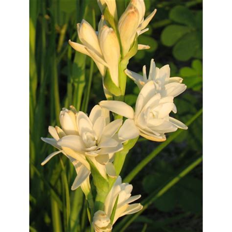 Where To Buy Tuberose Bulbs Tuberose The Pearl Terra Ceia Farms