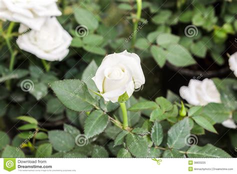 Beautiful White Rose Flower Stock Image Image Of Elegant Delicate