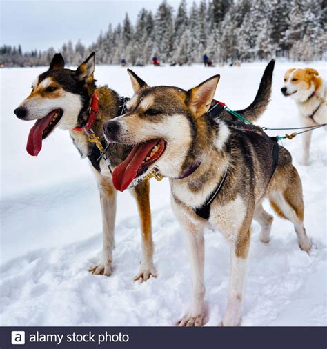 Husky Dogs In Sledding In Lapland Finland Reflex Stock Photo Husky