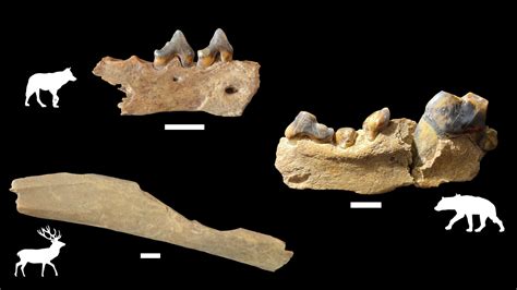 Using Fragmented Bone To Reconstruct The Lifeways Of Homo Sapiens In
