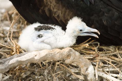 Baby Frigate Bird With Mother By Photoboy1002001 On Deviantart