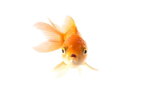 26 Goldfish Png Glodak Blog