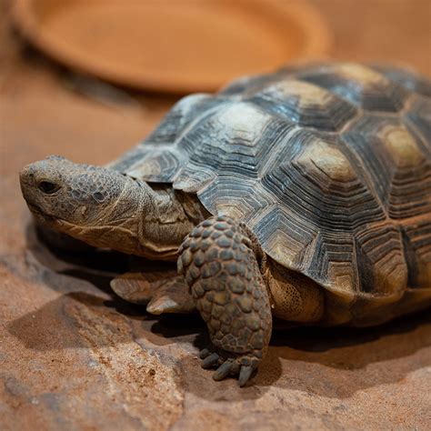 Desert Tortoise The Living Planet Aquarium