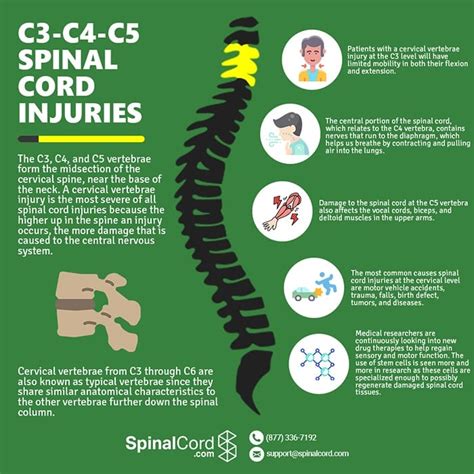 C3 C4 And C5 Vertebrae Spinal Cord Injury