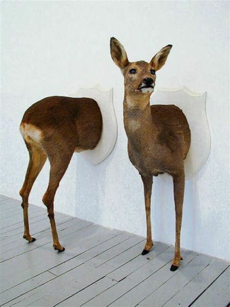 20 Funny Examples Of Taxidermy Gone Horrifically Wrong Laptrinhx News