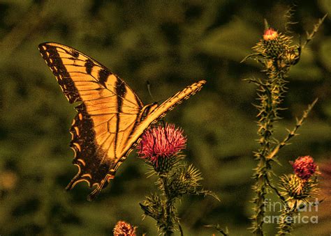 Butterfly At Sunset Photograph By Kathy Liebrum Bailey Fine Art America
