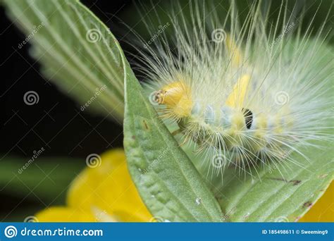 Closeup With Tussock Moth Larvae Caterpillar Stock Image