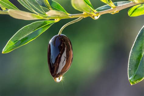 Olive Leaf Extract The Powerful Benefits About Health Blog