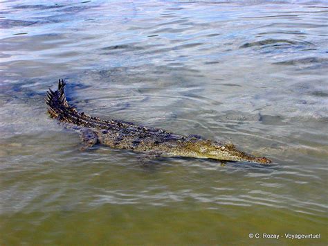 Crocodile With The Approach In The Salt Water Lake Lago Enriquillo