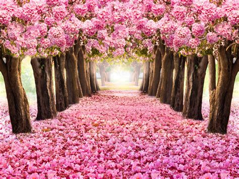 2021 Pink Flower Trees Vinyl Photography Backdrops Road Scenery Nature