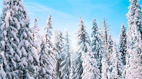 Sunny Winter Pine Trees 4k Wallpapers Hd Wallpapers Id 22369