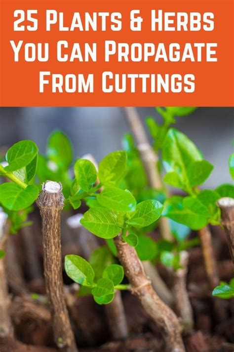 Plants Herbs You Can Propagate From Cuttings Artofit