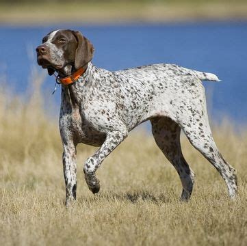 Learn why it's important to keep this breed busy, the importance of health testing. German shorthaired pointer lab mix puppies for sale mn - THAIPOLICEPLUS.COM