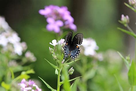 Black Swallowtail Butterfly By Linda Crockett Redbubble