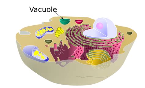 Cells are the basic units of life, which means that it is the 'smallest' form that life can exist. File:Biological cell vacuole.svg - Wikipedia